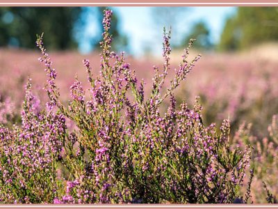 「エリカ Erica(ヒース)」小さな花がたくさん咲く花