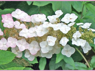 初心者でも楽しめるカシワバアジサイ栽培ガイド「柏葉紫陽花/Oakleaf hydrangea」