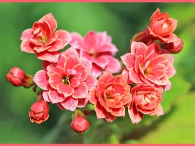 初心者でも簡単！カランコエ栽培のポイント「紅弁慶/Kalanchoe」