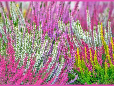 秋から冬にかけて美しい花を咲かせる「カルーナ/Calluna vulgaris/ギョリュウモドキ」