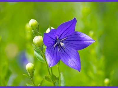 初心者でも簡単！キキョウの育て方「balloon flower/Chinese bellflower」