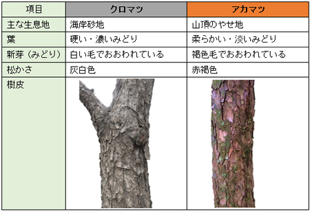 クロマツとアカマツの比較