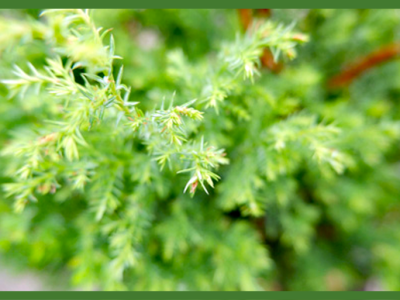 「コニファー/Conifer」庭の景観を美しく保つ人気の常緑樹