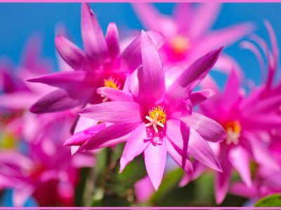 シャコバサボテンの育成方法「蝦蛄葉仙人掌/Christmas Cactus」