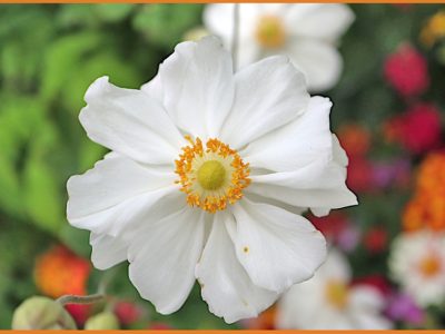 シュウメイギクの育て方を詳しく解説「秋明菊/Japanese anemone」