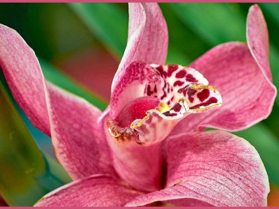 シンビジウムの魅力と育て方「霓裳蘭（ゲイショウラン）/Cymbidium」