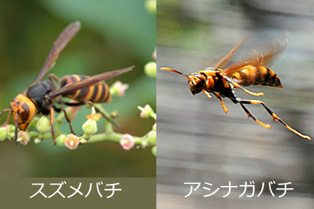 スズメバチとアシナガバチ-2