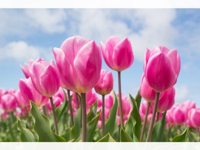 「チューリップ（Tulip/鬱金香）」世界中で人気のある球根植物