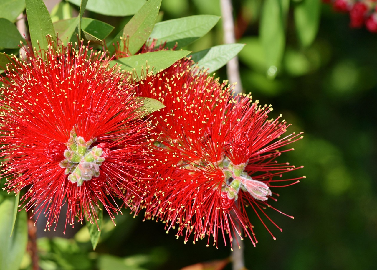 ブラシノキの花を楽しむポイントと開花期間