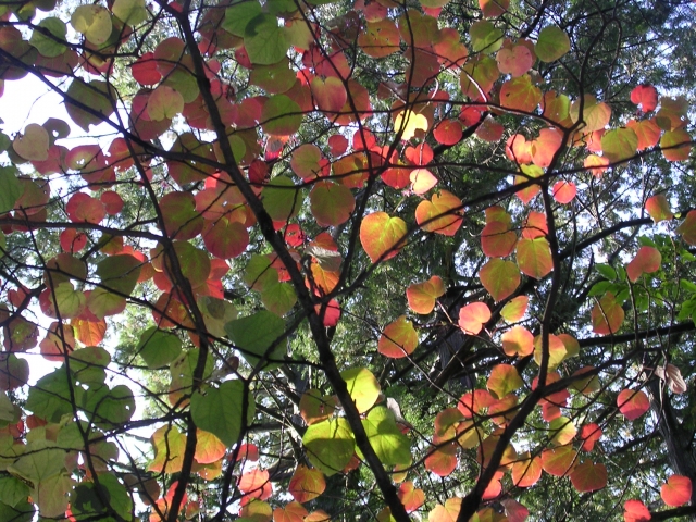 マルバノキの花を楽しむポイントと開花期間