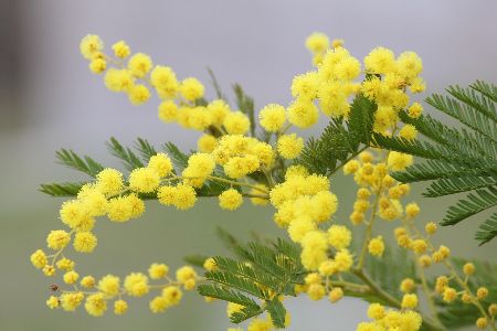 ミモザの剪定は必要?