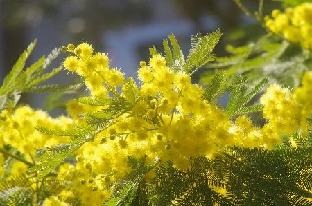 ミモザを剪定する際の注意点