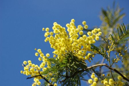 ミモザの剪定に適した時期