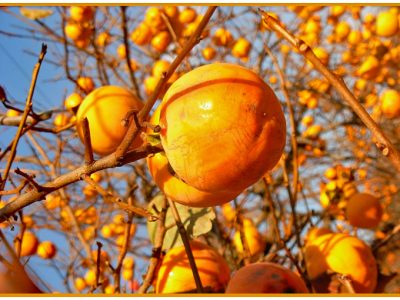 眺めて食べて二度おいしい「カキ/柿（persimmon）」