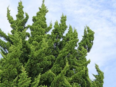 緑の炎 カイヅカイブキ(貝塚伊吹/ Juniperus chinensis ‘KAZUKA’)