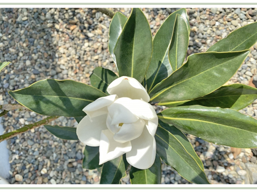 ベランダOK！リトルジェム（常緑樹）の育て方と花を長く楽しむコツ