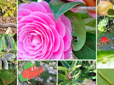 剪定と消毒で庭木を健康に！よくある病気・害虫を徹底解説