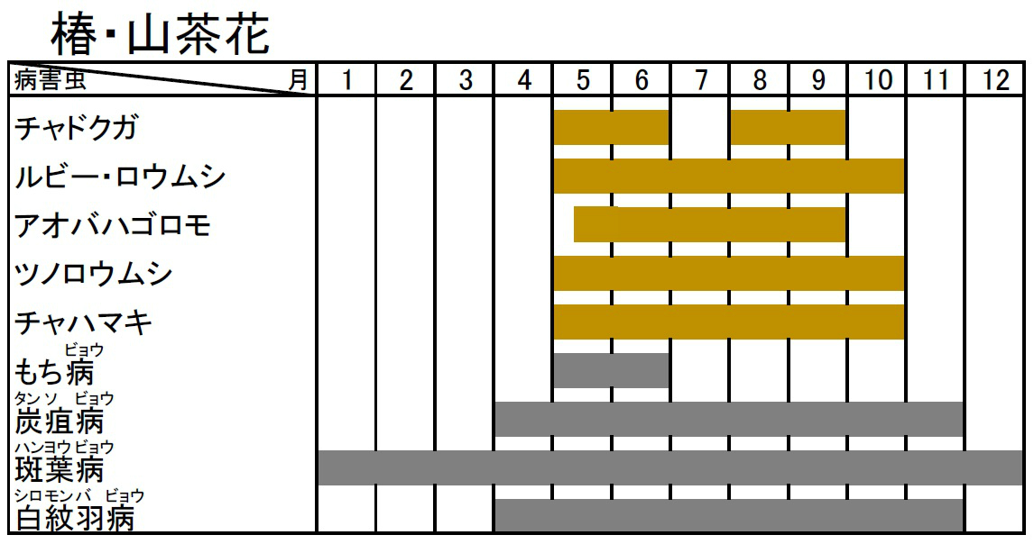 tubaki・sazannka