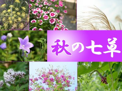 【秋の七草】知ってる？見て楽しむ秋の植物
