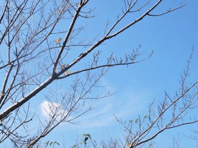 せいかつ緑化計画【散りゆく風景、落ち葉のじゅうたん「落葉樹」】