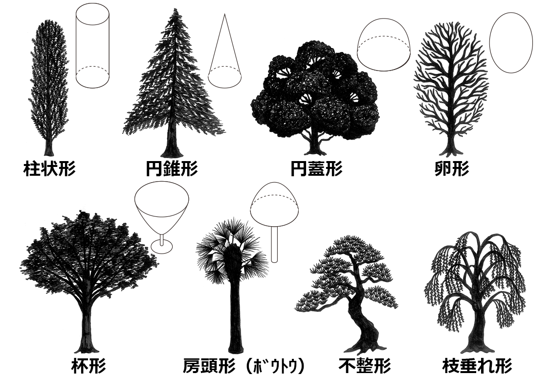 樹形８種