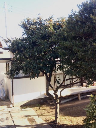 茨城県日立市 剪定 消毒 蜜柑 ミカン 庭木のお手入れ 庭木の剪定 伐採なら親切丁寧な植木屋革命クイック ガーデニング