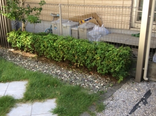 埼玉県所沢市 剪定 紅葉 モミジ ソヨゴ 夏椿 ナツツバキ ソテツ 庭木のお手入れ 庭木の剪定 伐採なら親切丁寧な植木屋革命クイック ガーデニング