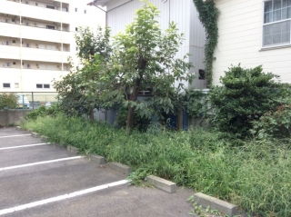 除草Before