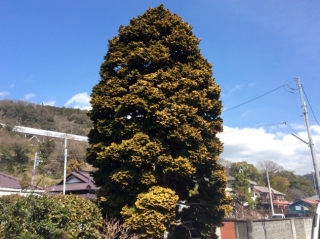 チャボヒバ、紅葉（モミジ）