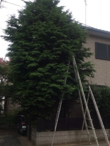 椹（サワラ）、山茶花（サザンカ）