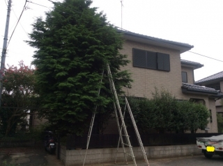 椹（サワラ）、山茶花（サザンカ）