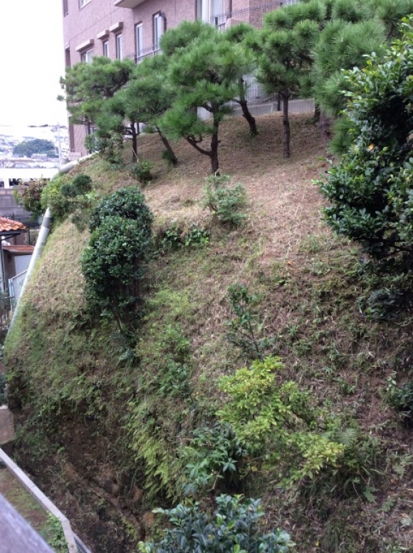 剪定、除草（機械刈り）