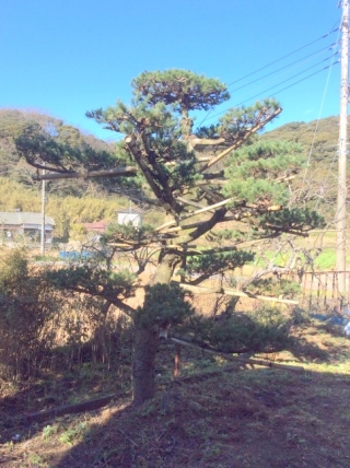 五葉松（ゴヨウマツ）、黒松（クロマツ）、槇（マキ）