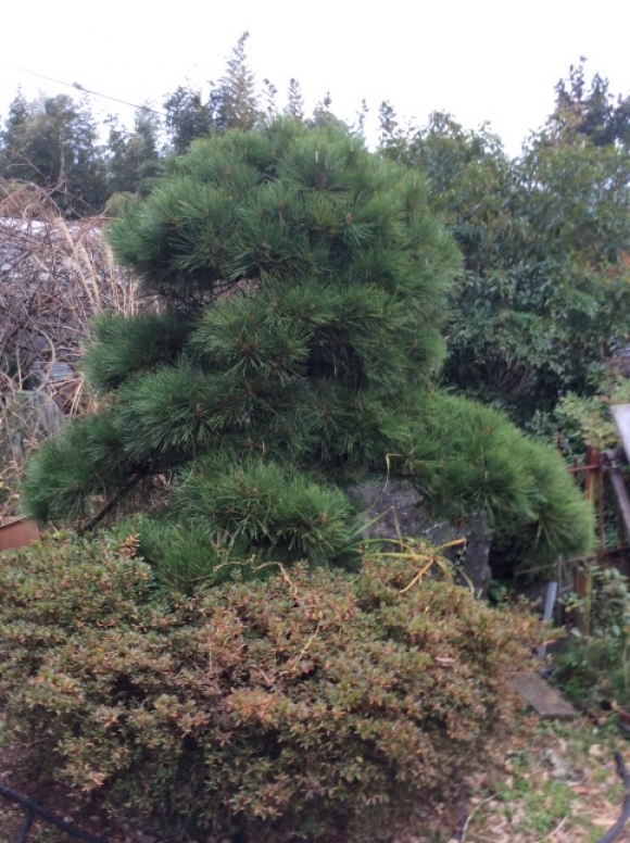 五葉松（ゴヨウマツ）、黒松（クロマツ）、槇（マキ）