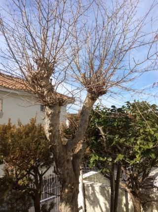 神奈川県横浜市栄区 剪定 百日紅 サルスベリ 紅葉 モミジ ザクロ 庭木のお手入れ 庭木の剪定 伐採なら親切丁寧な植木屋革命クイック ガーデニング