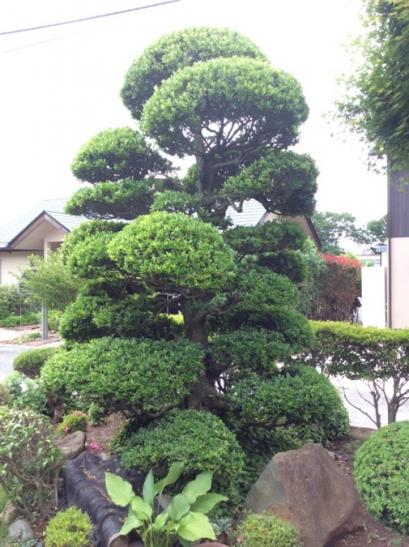 イヌツゲ、モチノキ、チャボヒバ