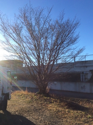 栃木県佐野市 剪定 桜 サクラ 庭木のお手入れ 庭木の剪定 伐採なら親切丁寧な植木屋革命クイック ガーデニング