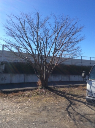 栃木県佐野市 剪定 桜 サクラ 庭木のお手入れ 庭木の剪定 伐採なら親切丁寧な植木屋革命クイック ガーデニング