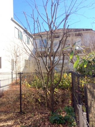 東京都調布市 剪定 ジューンベリー オリーブ 庭木のお手入れ 庭木の剪定 伐採なら親切丁寧な植木屋革命クイック ガーデニング