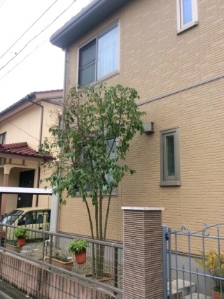 ヤマボウシ,夏みかん(ナツミカン),柿(カキ),桜(サクラ)