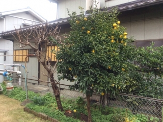 ヤマボウシ,夏みかん(ナツミカン),柿(カキ),桜(サクラ)