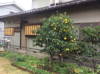 ヤマボウシ,夏みかん(ナツミカン),柿(カキ),桜(サクラ)