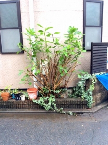 剪定、除草（草むしり）