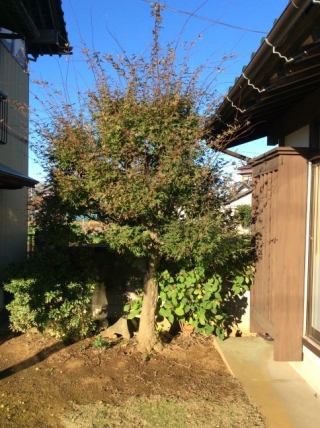 茨城県つくば市 剪定 モッコク モチノキ 紅葉 モミジ 庭木のお手入れ 庭木の剪定 伐採なら親切丁寧な植木屋革命クイック ガーデニング