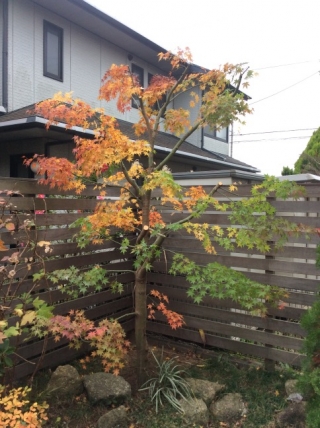 千葉県木更津市 剪定 紅葉 モミジ シラカシ 庭木のお手入れ 庭木の剪定 伐採なら親切丁寧な植木屋革命クイック ガーデニング