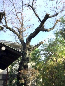 桜(サクラ),さわら