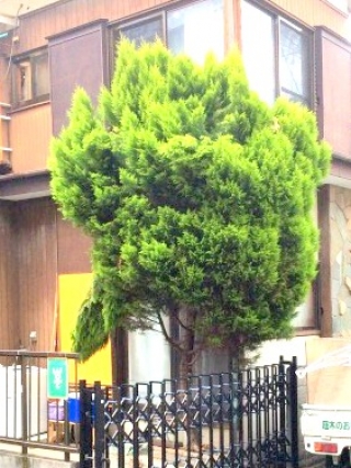 東京都杉並区 剪定 ゴールドクレスト 庭木のお手入れ 庭木の剪定 伐採なら親切丁寧な植木屋革命クイック ガーデニング