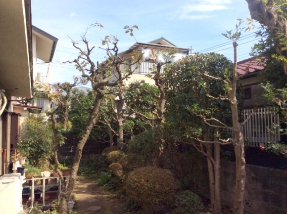 剪定、伐採