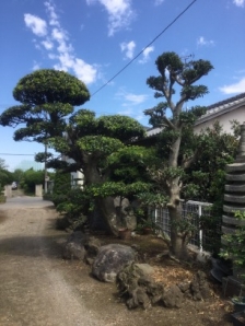 剪定、伐採、伐根