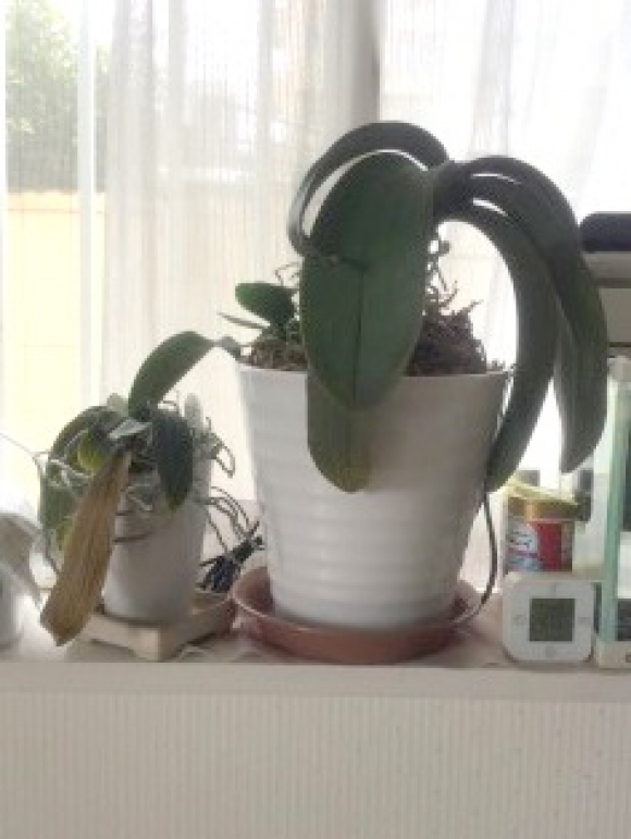 植木鉢の植え替え